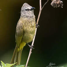 Bulbul flavescent