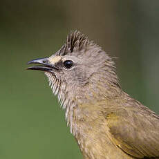 Bulbul flavescent