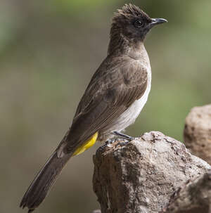 Bulbul tricolore