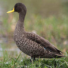 Canard à bec jaune