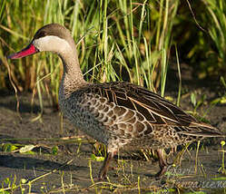 Canard à bec rouge