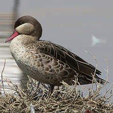 Canard à bec rouge