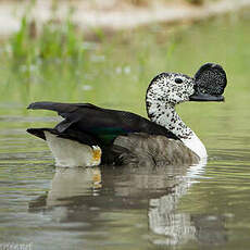 Canard à bosse