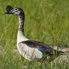 Canard à bosse