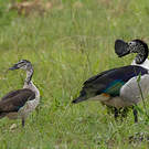Canard à bosse