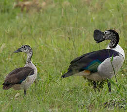 Canard à bosse