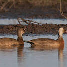 Canard amazonette