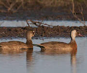 Canard amazonette