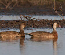 Canard amazonette