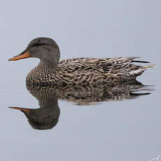 Canard chipeau