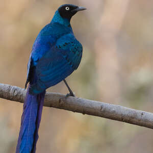 Choucador à Longue Queue Lamprotornis Caudatus
