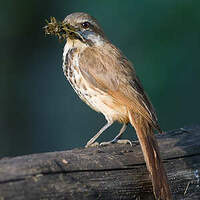 Cichladuse tachetée