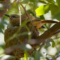 Cichladuse tachetée