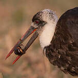 Cigogne à pattes noires