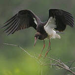 Cigogne d'Abdim