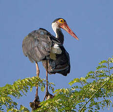 Cigogne de Storm