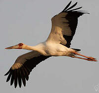 Cigogne maguari