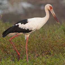 Cigogne maguari