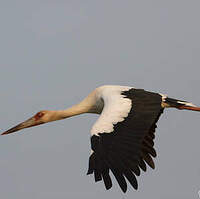 Cigogne maguari