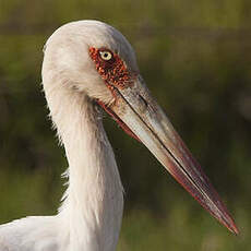 Cigogne maguari