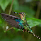 Colibri à ailes saphir