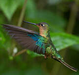 Colibri à ailes saphir