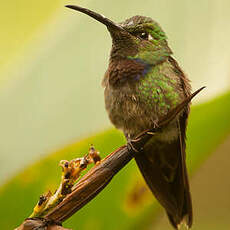 Colibri à poitrine violette