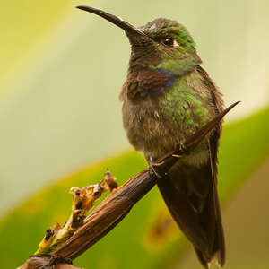 Colibri à poitrine violette