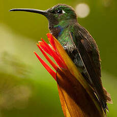 Colibri à poitrine violette