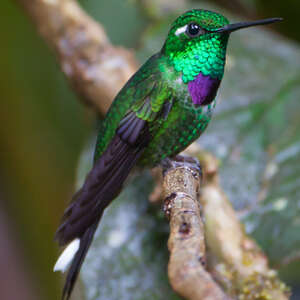 Colibri de Benjamin