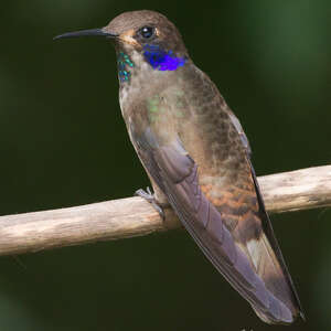 Colibri de Delphine