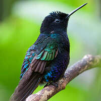 Colibri de Jardine