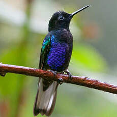 Colibri de Jardine