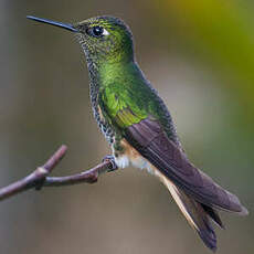 Colibri flavescent