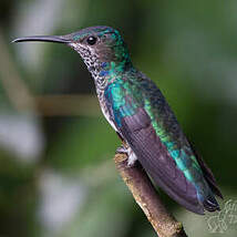 Colibri jacobin