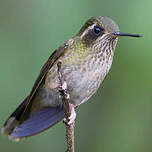 Colibri moucheté