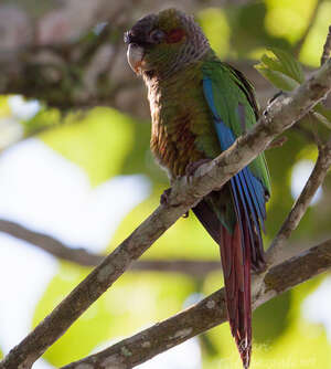 Conure à oreillons