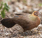 Red Junglefowl