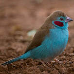 Cordonbleu à joues rouges