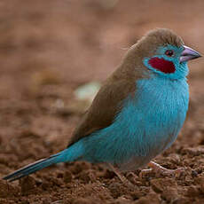 Cordonbleu à joues rouges