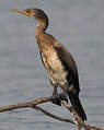 Cormoran à cou brun