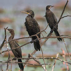 Cormoran à cou brun