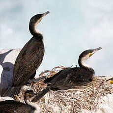 Cormoran à poitrine blanche