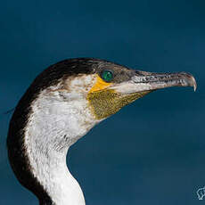 Cormoran à poitrine blanche