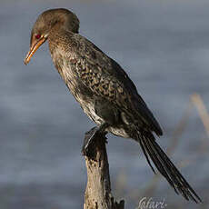 Cormoran africain