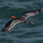 Cormoran de Gaimard