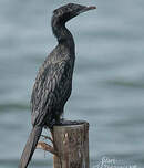 Cormoran de Vieillot