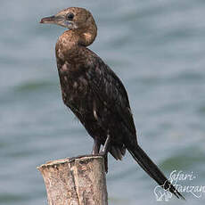 Cormoran de Vieillot