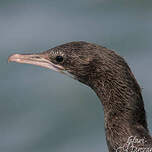 Cormoran de Vieillot