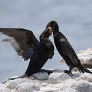 Cormoran du Cap